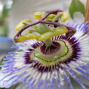 Meet your Posher, Kelly, the Dippie Hippie!